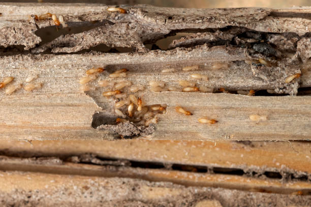 Professional Pest Control in Poynette, WI